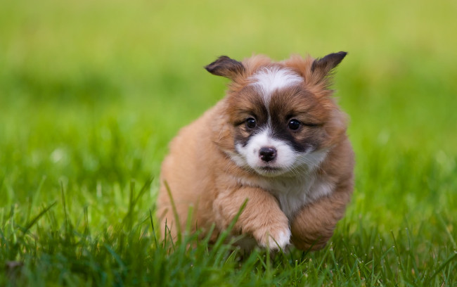 Обои картинки фото животные, собаки, щенок