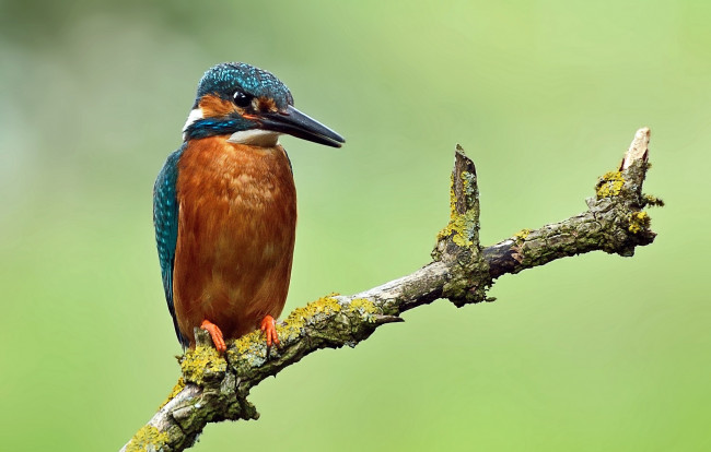 Обои картинки фото животные, зимородки, сучок, зимородок