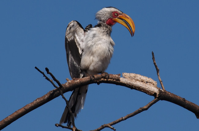 Обои картинки фото животные, птицы, клюв, птица-носорог, ветка