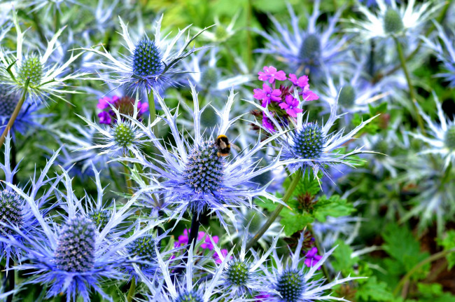 Обои картинки фото цветы, Чертополох, репейник, колючки