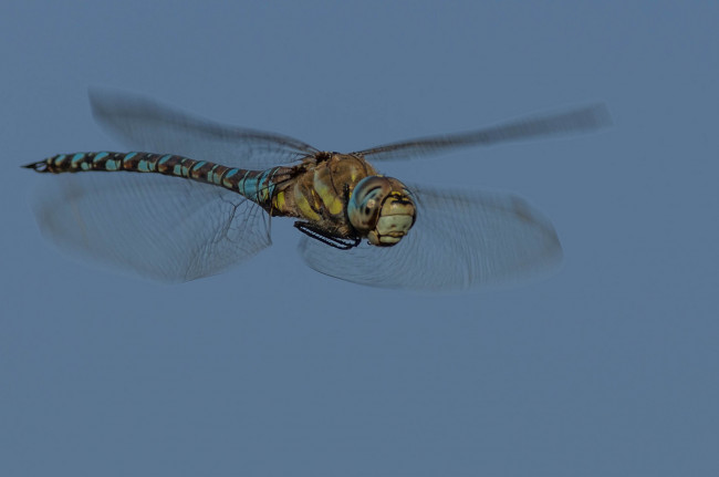 Обои картинки фото животные, стрекозы, стрекоза, полет