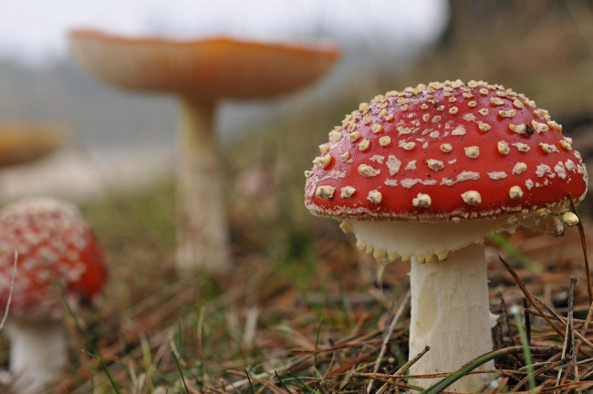 Обои картинки фото природа, грибы, мухомор, мухоморы, лес