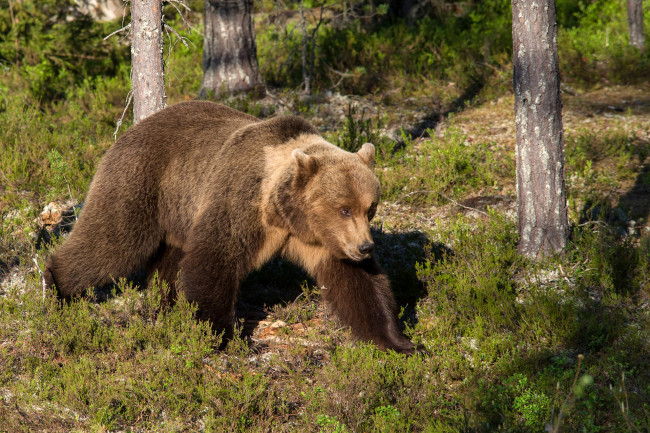 Обои картинки фото животные, медведи, медведь