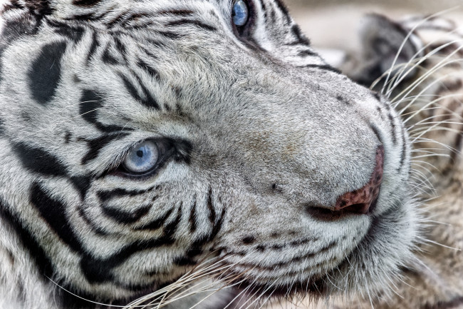 Обои картинки фото животные, тигры, портрет