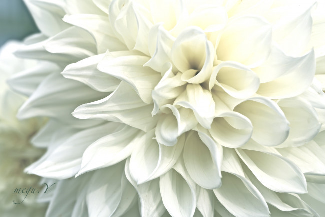 Обои картинки фото цветы, георгины, макро