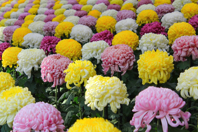 Обои картинки фото цветы, хризантемы, шары