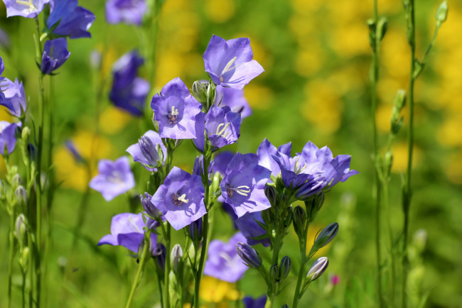 Обои картинки фото цветы, колокольчики, луг