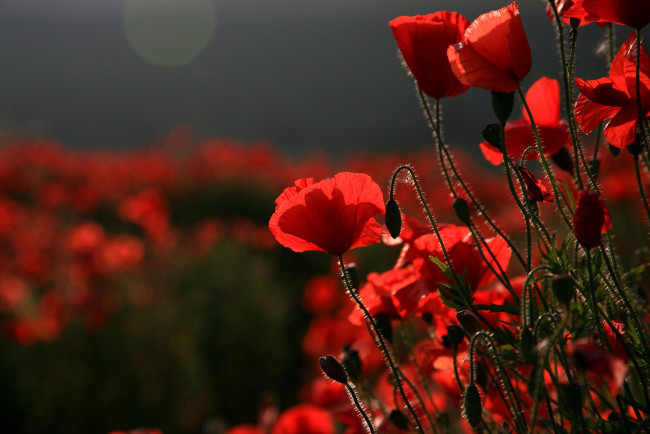 Обои картинки фото цветы, маки, красный