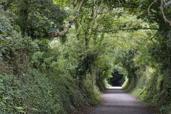 Обои картинки фото природа, дороги, дорога, лес