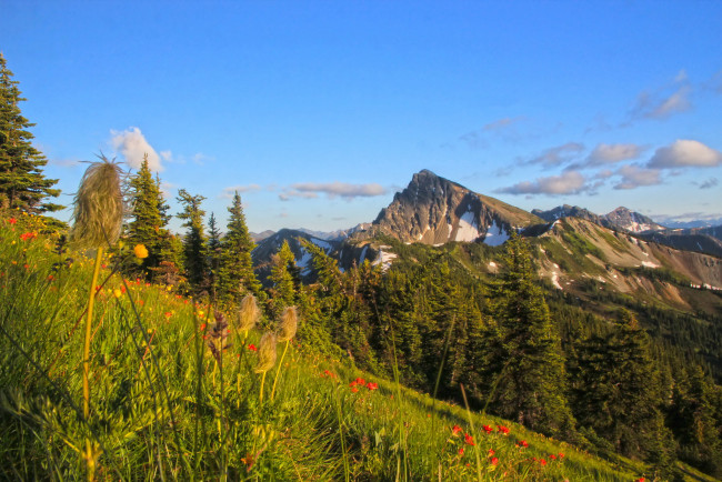 Обои картинки фото природа, горы, сша, лес