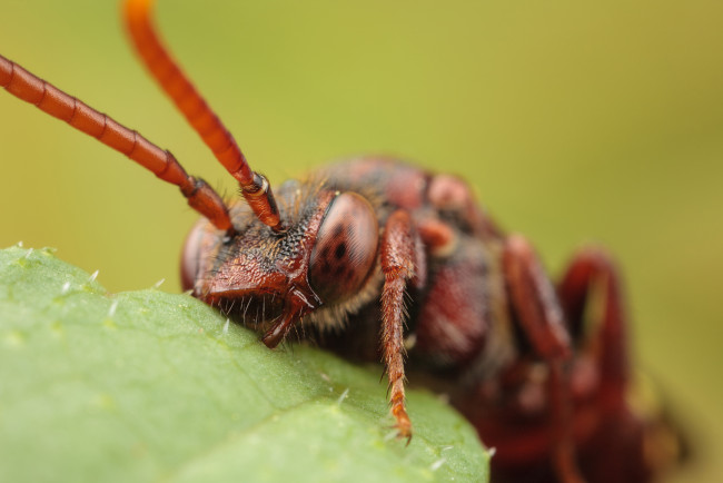 Обои картинки фото животные, насекомые, макро