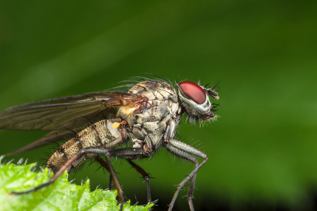 Обои картинки фото животные, насекомые, макро