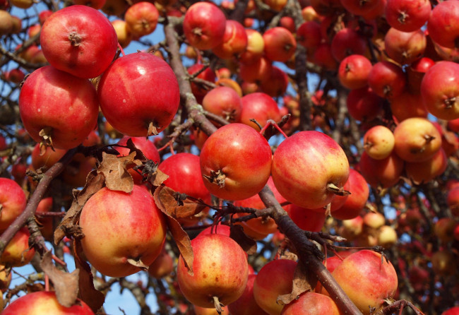 Обои картинки фото природа, плоды, ветка, яблоки