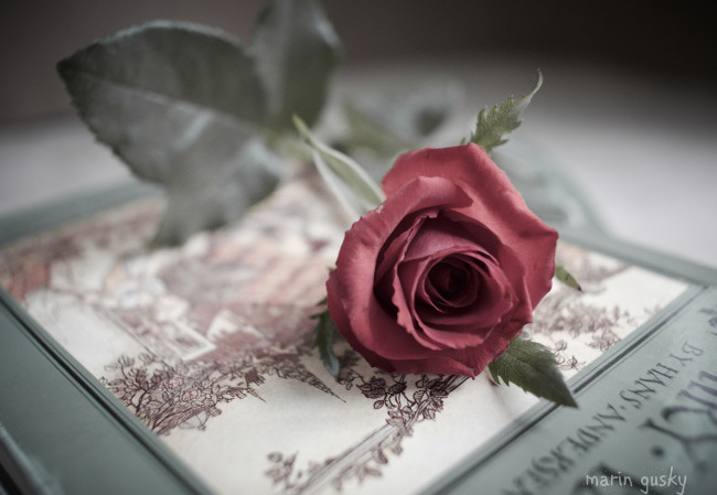 Обои картинки фото цветы, розы, бутон