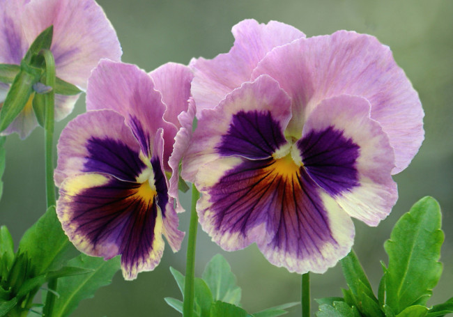 Обои картинки фото цветы, анютины, глазки, садовые, фиалки, розовый