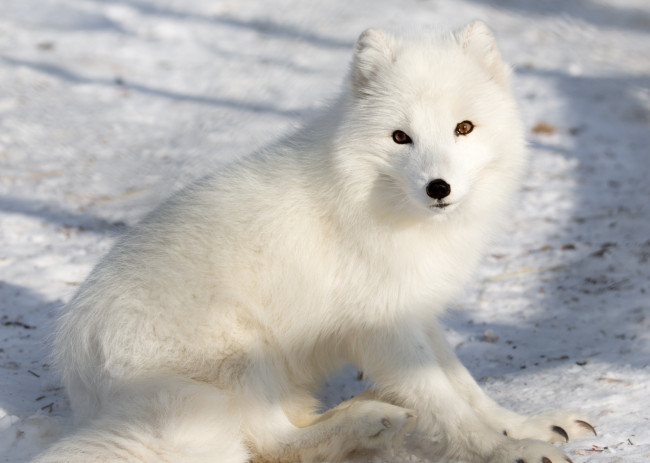 Обои картинки фото животные, песцы, белый