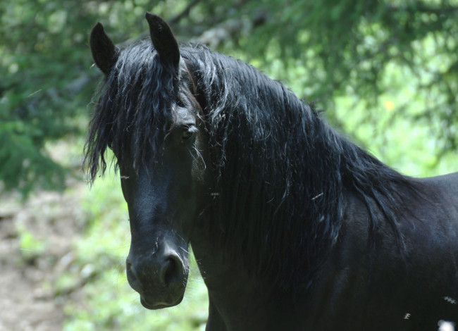 Обои картинки фото животные, лошади, конь