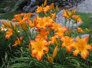 Картинка цветы лилии +лилейники много оранжевые лилейник