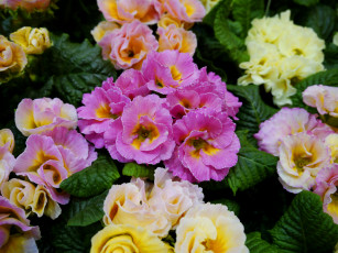 Картинка цветы примулы много примула