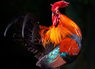 Картинка животные куры +петухи птица гребешок петух перья клюв