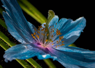 Картинка цветы растение природа лепестки цветок