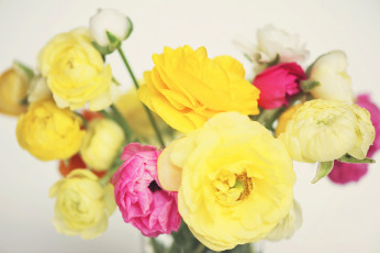 Картинка цветы ранункулюс+ азиатский+лютик букет ranunculus ранункулюс