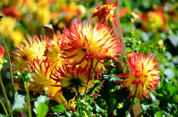 Картинка цветы георгины сад