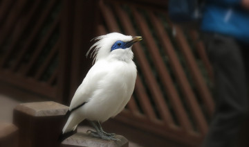 Картинка животные птицы клюв перья птица природа