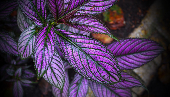 Обои картинки фото цветы, колеусы,  каладиумы, краски, листья, растение, колеус, блюме, макро