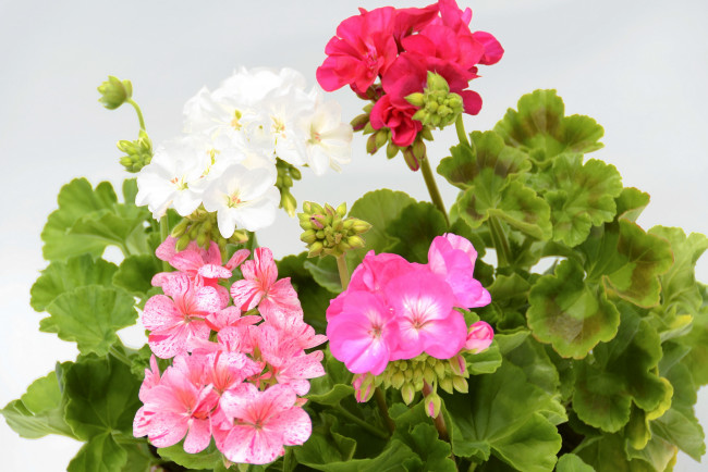 Обои картинки фото цветы, герань, куст