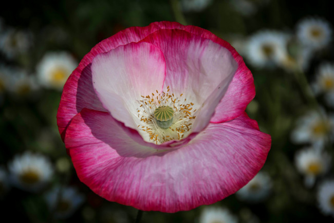 Обои картинки фото цветы, маки, природа, макро, лепестки, мак