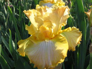 Картинка цветы ирисы лепестки