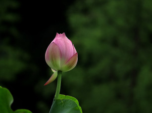 Картинка цветы лотосы лепестки