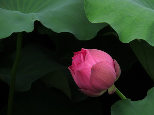 Картинка цветы лотосы лепестки