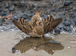Картинка животные воробьи воробей