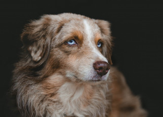 Картинка животные собаки пес