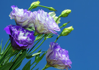 Картинка цветы эустома лепестки