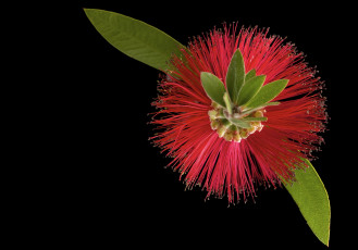 Картинка цветы цвет цветок черный фон