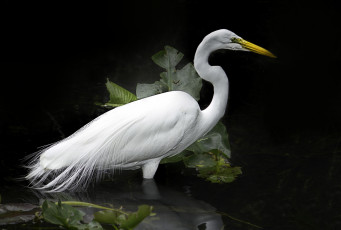 Картинка животные цапли +выпи цапля белая