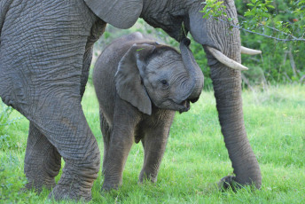 Картинка животные слоны слоненок