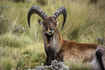 Картинка животные козы козерог