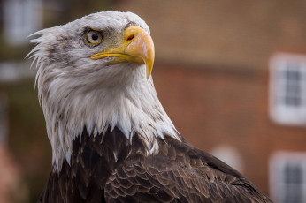 Картинка животные птицы+-+хищники белоголовый орлан