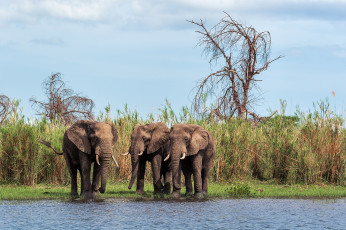 Картинка животные слоны водопой