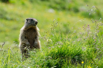 Картинка животные суслики +сурки луг зверёк солнечно трава