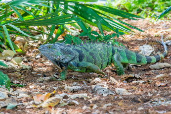 Картинка животные Ящерицы +игуаны +вараны игуана