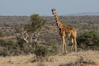 Картинка животные жирафы саванна