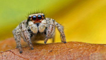 Картинка животные пауки паучок
