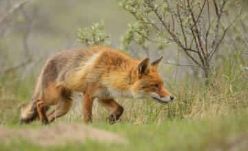Картинка животные лисы лисичка