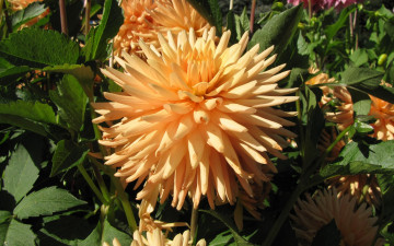 Картинка цветы георгины макро