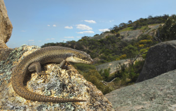 Картинка животные Ящерицы +игуаны +вараны ящерица